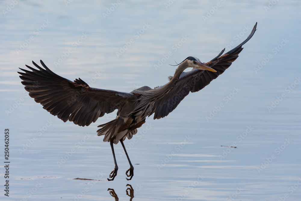 Blue Heron landing in water with outstretched wings