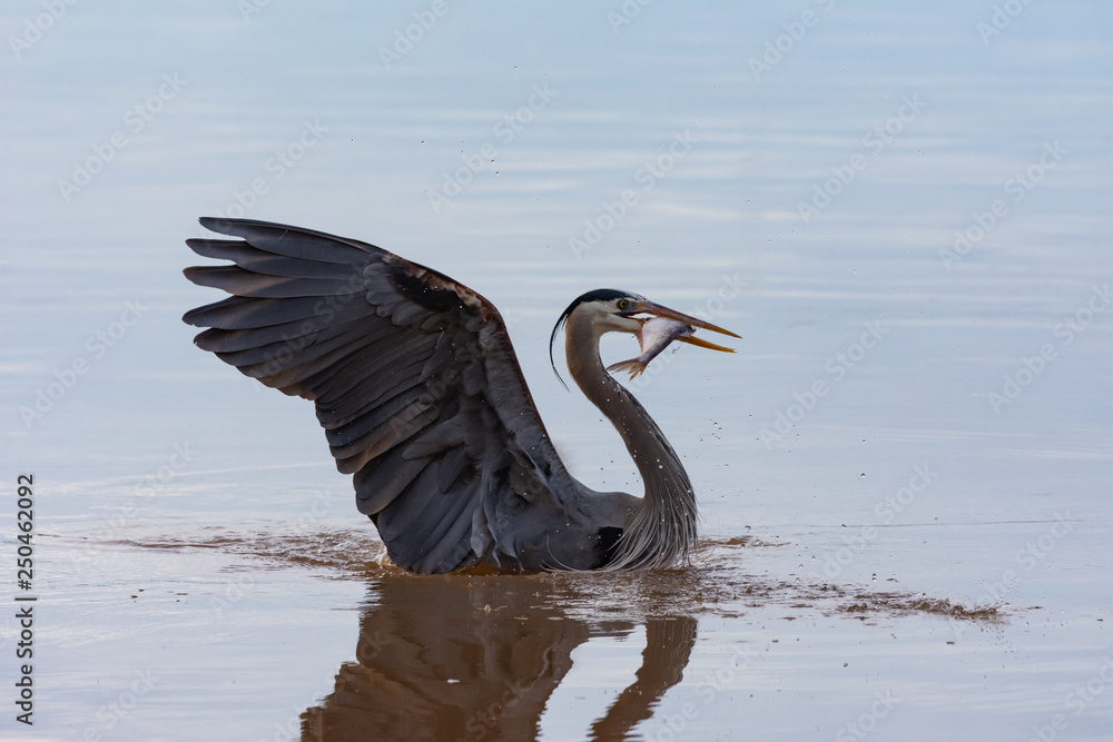 Great Blue Heron catches a fish