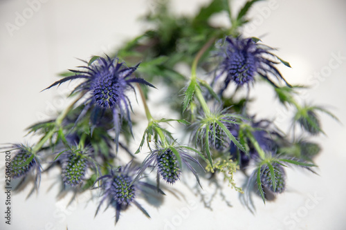 Thistles on white photo