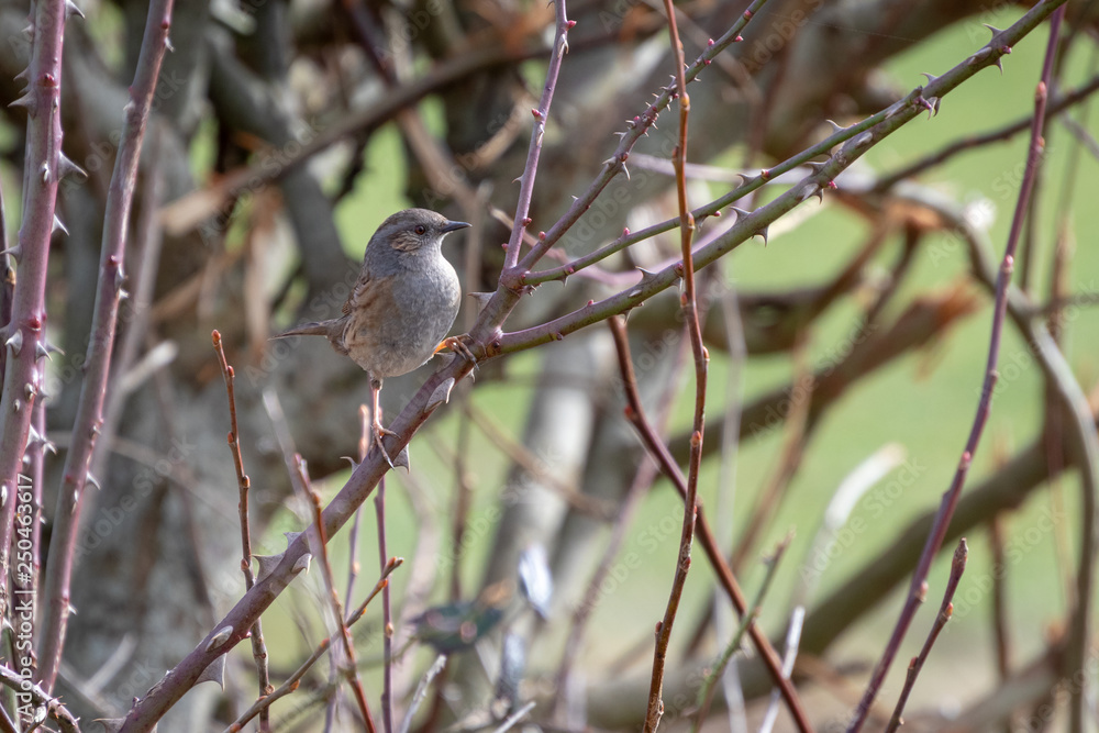 Hedge Accentor (Dunnock) in a hedge in Sussex Hedge Accentor (Dunnock) in a hedge in Sussex