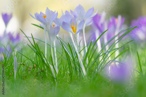 Blühender Krokus auf grünen Wiese. Krokus im Frühling. Frühlingserwachen.  © Maglido-Photography