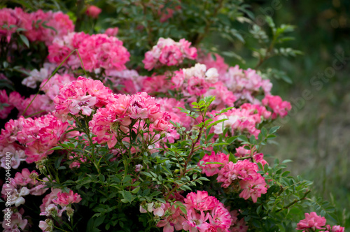 Mysterious spring floral background with blooming pink rose flowers