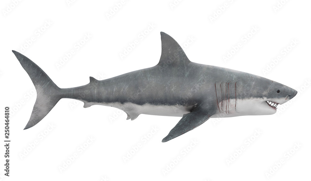 Great White Shark Isolated Great White Shark Isolated