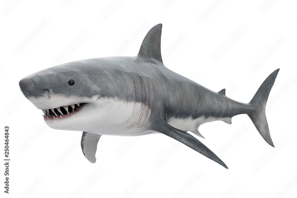 Fototapeta premium Great White Shark Isolated