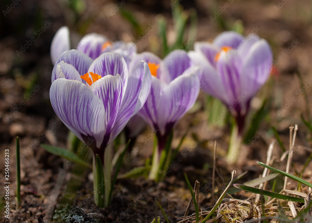 Crocuses - white with gray streaks and bright orange pestle - the first spring flowers in the garden. May be the background. Crocuses - white with gray streaks and bright orange pestle - the first spring flowers in the garden. May be the background.