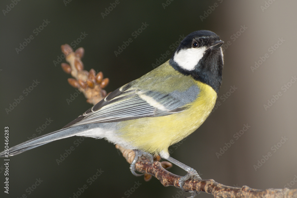 Obraz premium Great tit (Parus major) on a branch cherries. East Moravia. Europe.