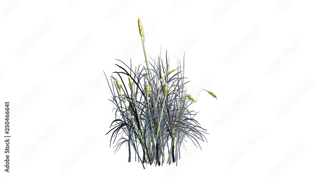 Cattail in the winter - isolated on white background Cattail in the winter - isolated on white background