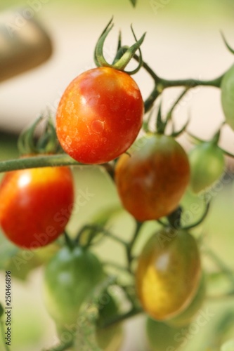Wallpaper Mural Fresh tomatoes on the tree in garden Torontodigital.ca