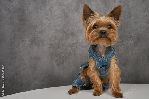 Yorkshire Terrier close-up on a concrete background