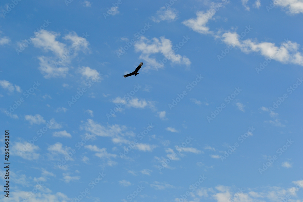 A lonely wild bird flying in the sky