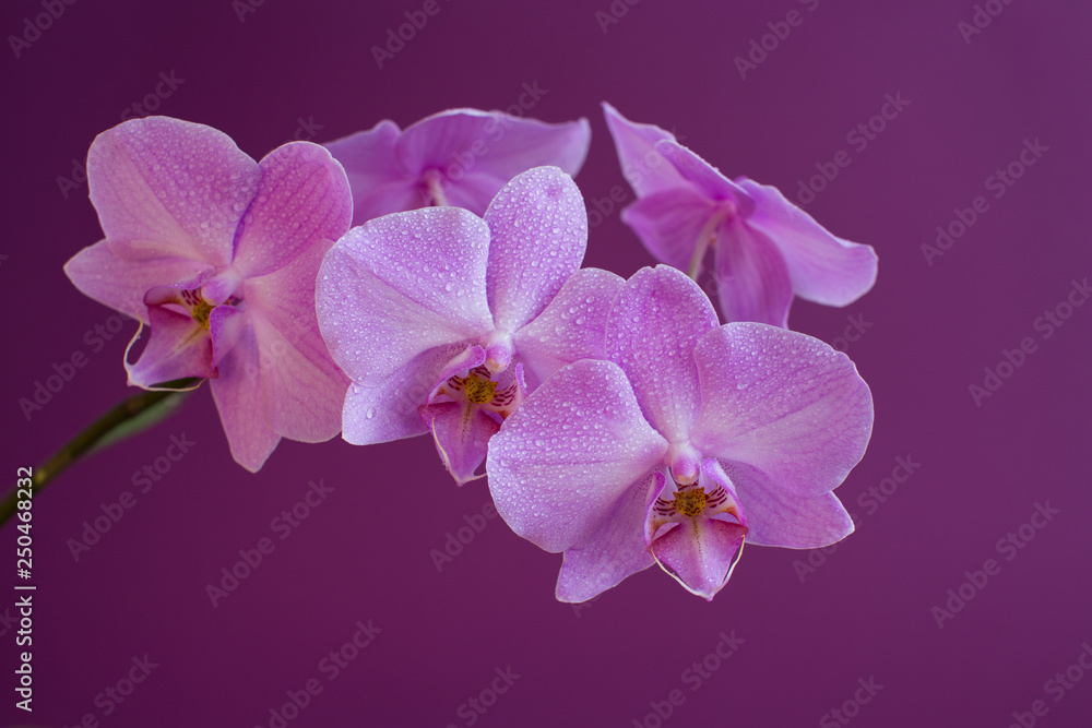 Obraz premium Orchids on a purple background in drops of dew