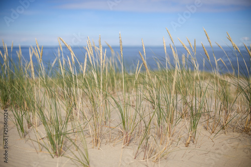 Agrostis capillaris (common bent) growing on Parnidis sand dune - popular tourist point in Lithuania. Located in Nida, in Curonian Spit land strip between curonian lagoon and baltic sea. Unesco site