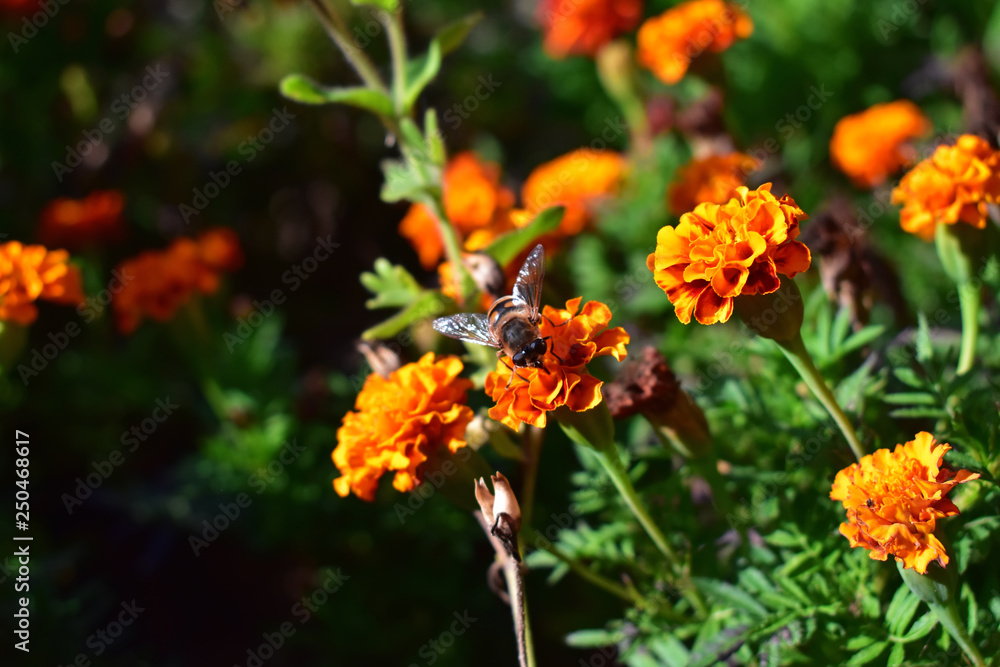 Bee on a flower Bee on a flower