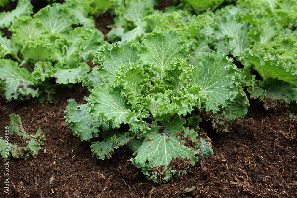 organic farm vegetable organic farm vegetable