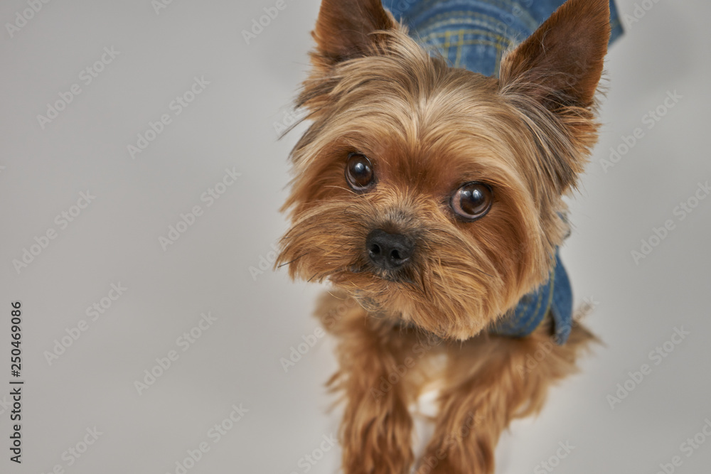 Yorkshire Terrier close-up on a concrete background