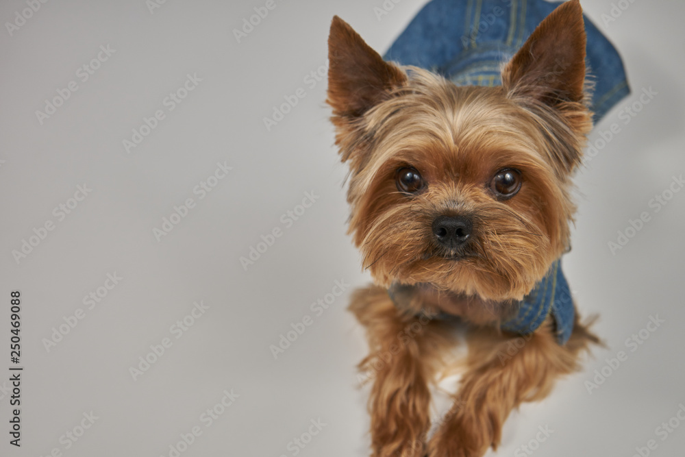 Fototapeta premium Yorkshire Terrier close-up on a concrete background