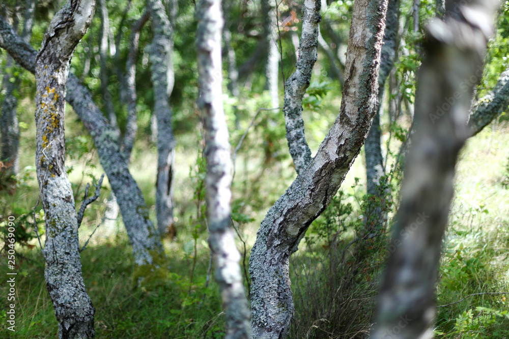 Curvy birch trees. Selected focus. Bokeh. Typical curonian spit plants, shaped by sea wind. In Nida, Lithuania. Curvy birch trees. Selected focus. Bokeh. Typical curonian spit plants, shaped by sea wind. In Nida, Lithuania.