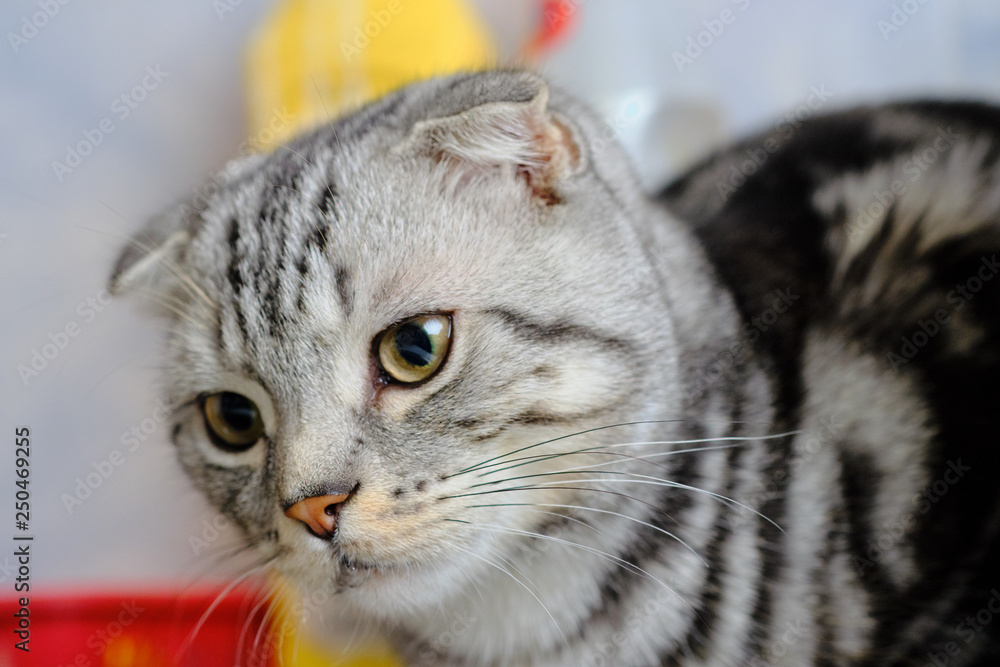 Naklejka premium Scottish fold cat looks away at home. striped cat
