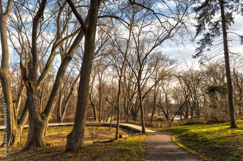 tree in the park