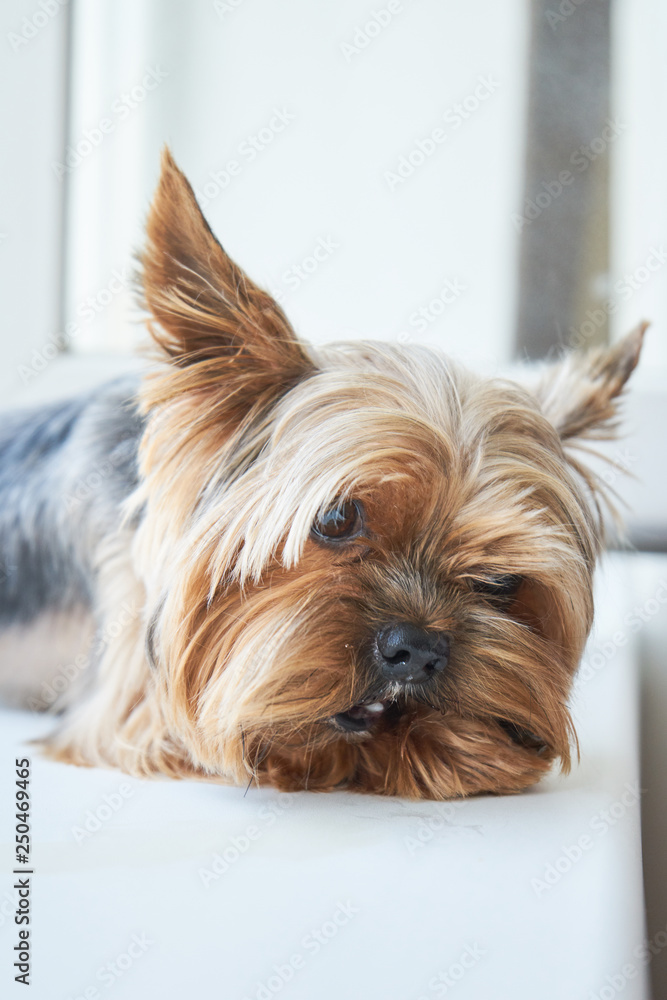 Dog Yorkshire Terrier eats a snack Dog Yorkshire Terrier eats a snack