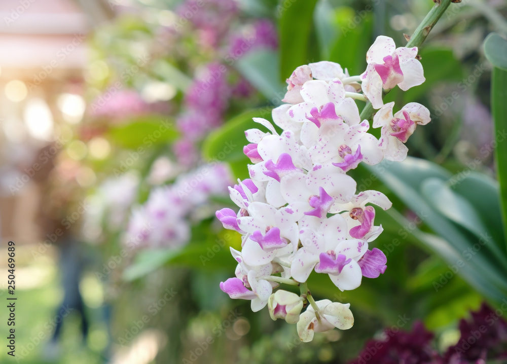 Orchid. Orchid.