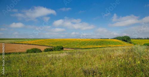 Landscape view of farm fields against blue sky on a sunny day.