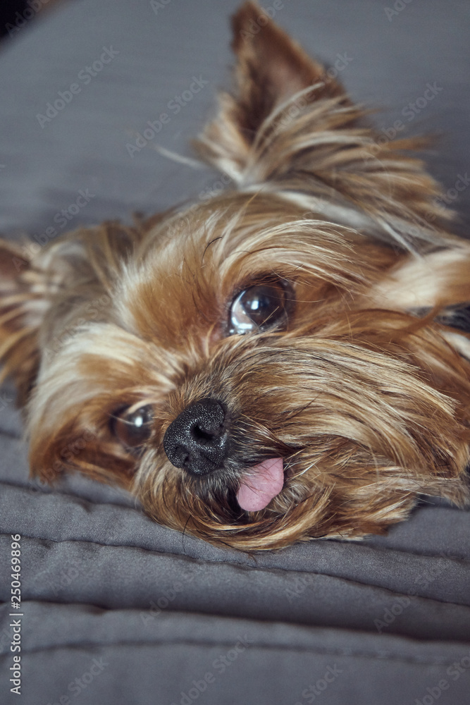 yorkshire terrier lies asleep on the bed yorkshire terrier lies asleep on the bed