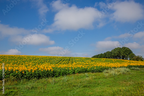 A field of blooming sunflowers against a blue sky on a sunny day.