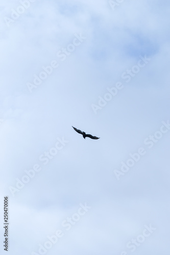 A lonely wild bird flying in the sky