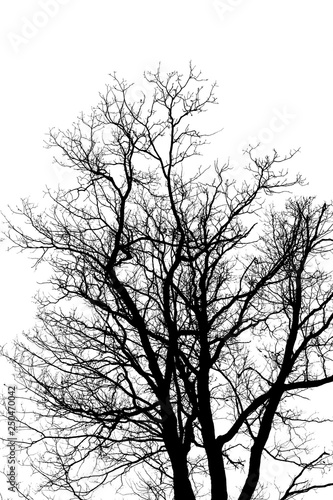 silhouette of a tree