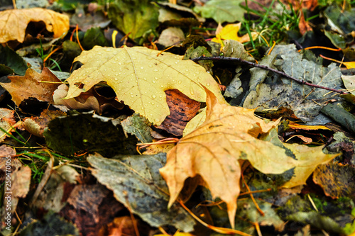 Dry autumn leaves © nekrasov50