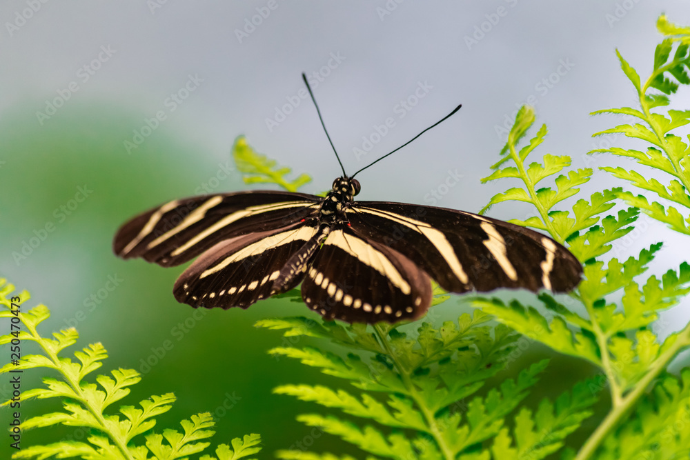 Zebra longwing butterfly (Heliconius charithonia), with open wings, on a green leaf Zebra longwing butterfly (Heliconius charithonia), with open wings, on a green leaf