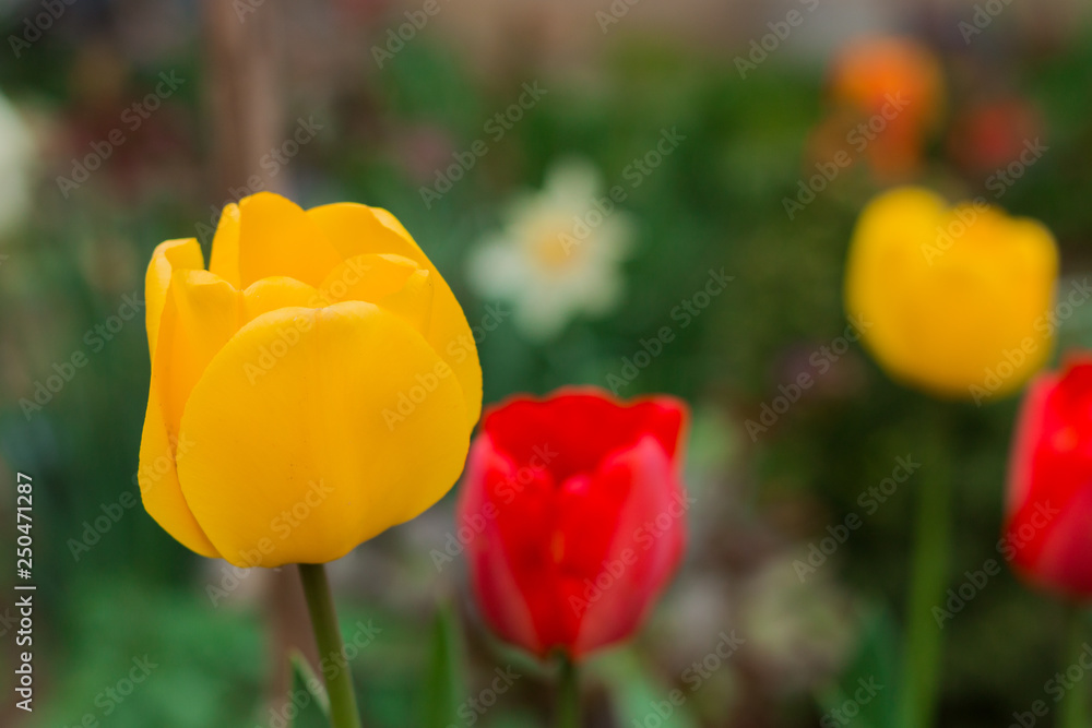 Obraz premium red tulip close-up 