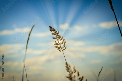 closeup photo of a grass stalk with seeds against a blurred blue sky with clouds and a sun behind a blade of grass