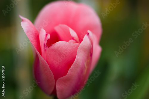 pink  tulip close-up 