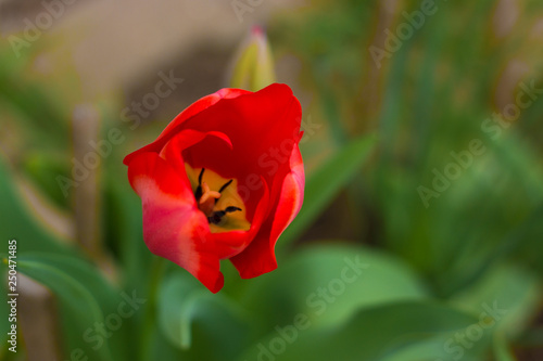 red tulip close-up 