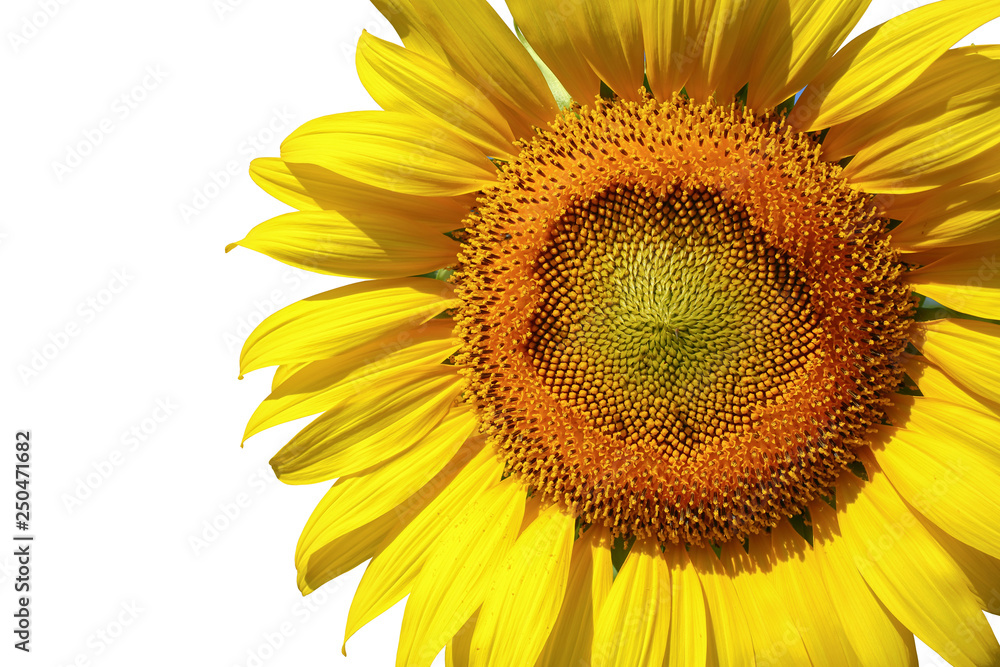 Naklejka premium sunflower isolated on white background