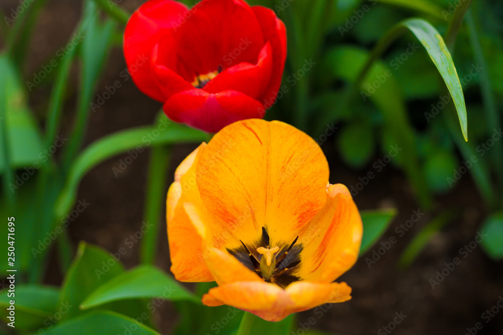 yellow tulip close-up yellow tulip close-up