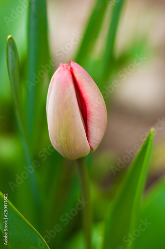 bud of tulip close-up
