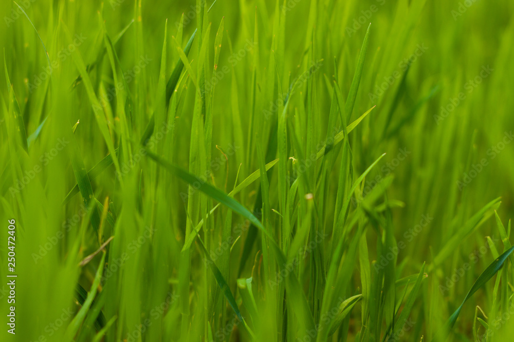 grass close-up background grass close-up background