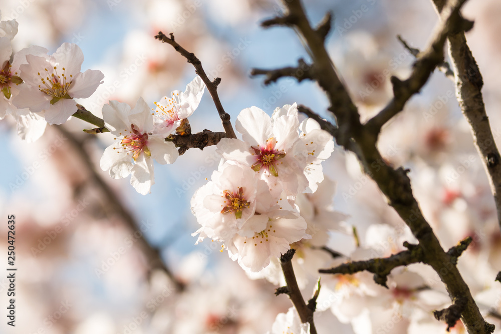 The almond tree blooms