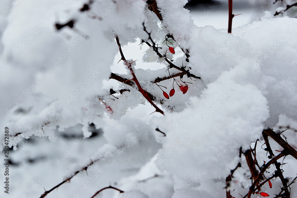 Barberry under the snow Barberry under the snow