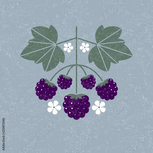 Blackberries illustration. Blackberry with leaves and flowers on shabby background. Flat design. Original simple flat illustration.