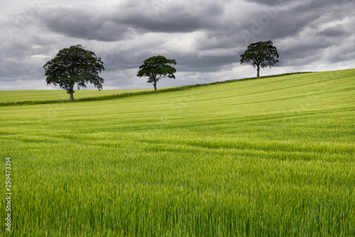 Rolling field of green wheat crop with three trees on Highway B6460 near Duns Scottish Borders Scotland UK