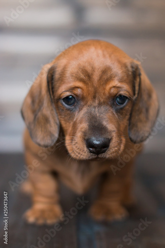 puppy dachshund girl redhead © vell