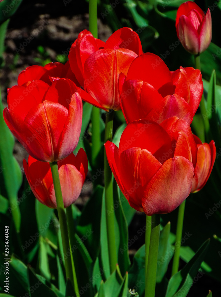 Naklejka premium Red tulips with sunlight