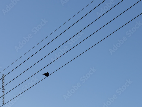 single bird on a wire silhouette