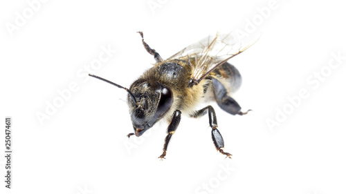 honey bee on white isolated background, macro insect, concept of food industry , beekeeping