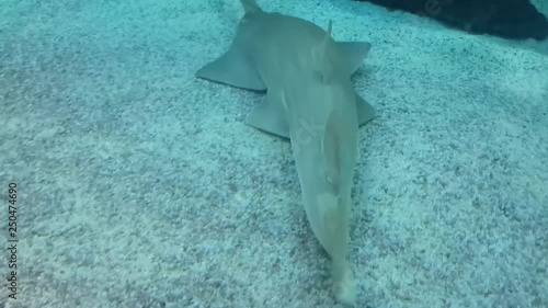 Longcomb sawfish is now considered a critically endangered species