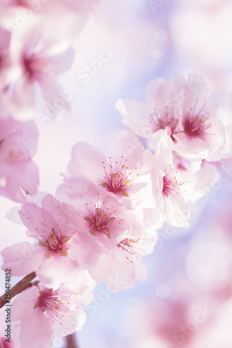 Cherry blossom with beautiful flower bud and young booming flowers